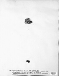 Endocarpon hedwigii image